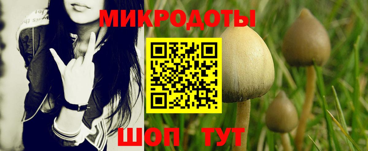 Псилоцибиновые грибы Psilocybine cubensis Кашира